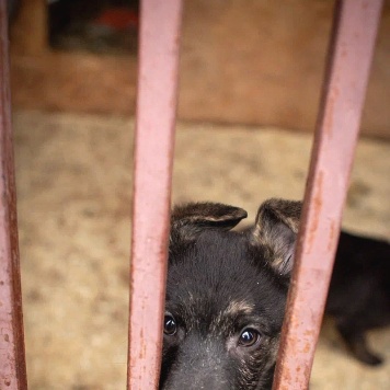 Собаки в добрые руки - Босс - 1