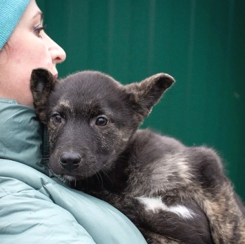 Собаки в добрые руки - Босс - 3