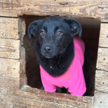 Собаки в добрые руки - Фрея