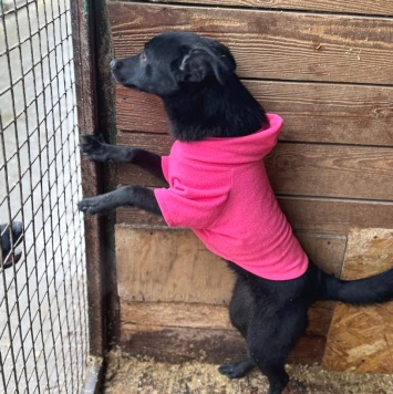 Собаки в добрые руки - Фрея - 2