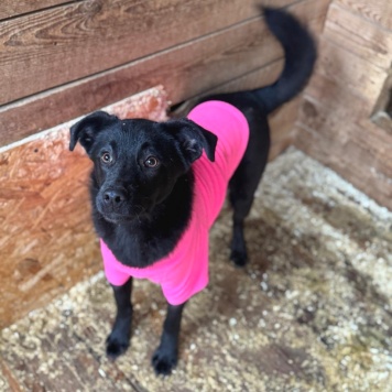 Собаки в добрые руки - Фрея - 3