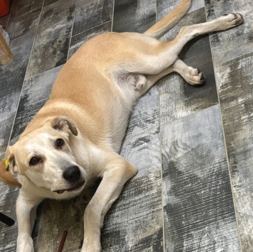 Собаки в добрые руки - Барабашка