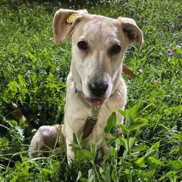 Собаки в добрые руки - Барабашка - 1