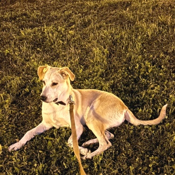 Собаки в добрые руки - Барабашка - 2