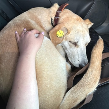 Собаки в добрые руки - Барабашка - 3