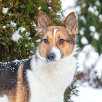 Собаки в добрые руки - Жужа