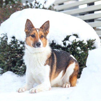 Собаки в добрые руки - Жужа - 1
