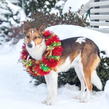 Собаки в добрые руки - Жужа - 2