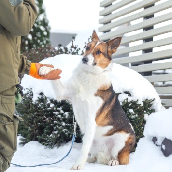 Собаки в добрые руки - Жужа - 3