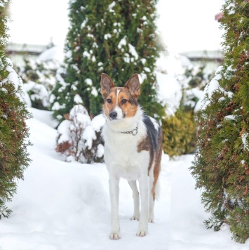 Собаки в добрые руки - Жужа - 4