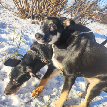 Собачки - Собаки в добрые руки