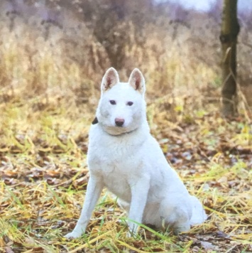 Собаки в добрые руки - Лета