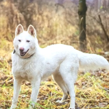 Собаки в добрые руки - Лета - 1