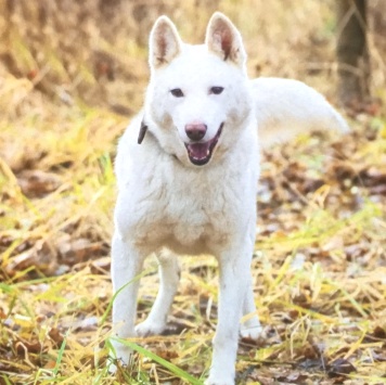 Собаки в добрые руки - Лета - 2