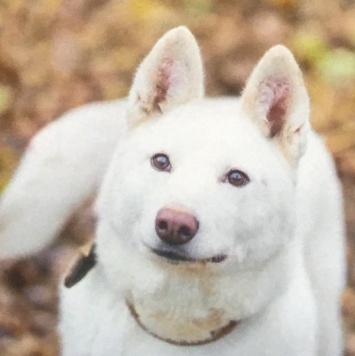 Собаки в добрые руки - Лета - 3