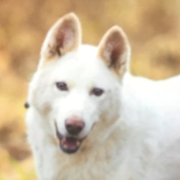 Собаки в добрые руки - Лета - 4