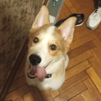 Собаки в добрые руки - Ангел