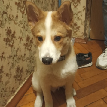 Собаки в добрые руки - Ангел - 1