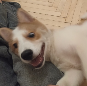 Собаки в добрые руки - Ангел - 2