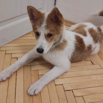 Собаки в добрые руки - Ангел - 3