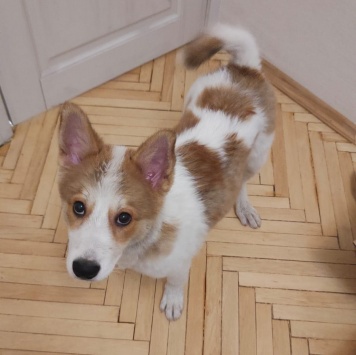 Собаки в добрые руки - Ангел - 4