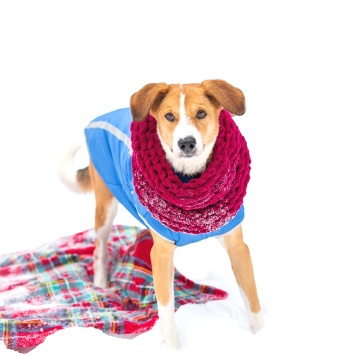 Собаки в добрые руки - Тоби