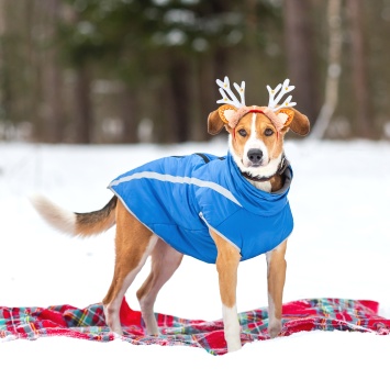 Собаки в добрые руки - Тоби - 1
