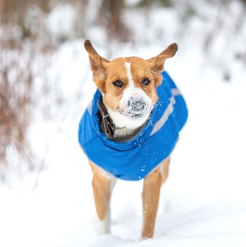 Собаки в добрые руки - Тоби - 2