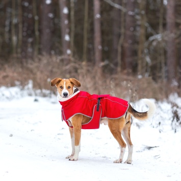 Собаки в добрые руки - Тоби - 3