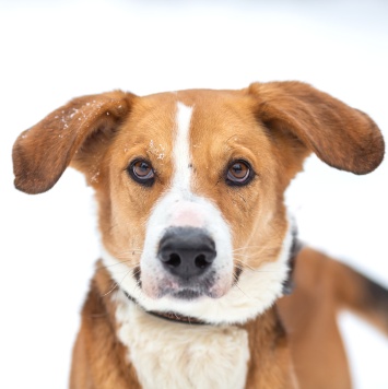 Собаки в добрые руки - Тоби - 4