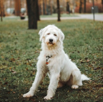 Шая - Собаки в добрые руки
