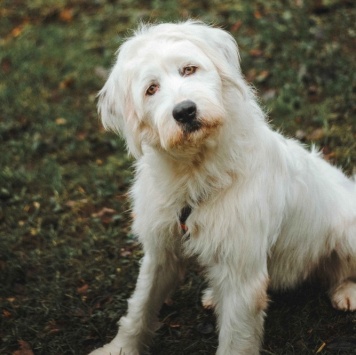 Собаки в добрые руки - Шая - 1