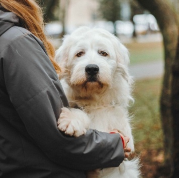 Собаки в добрые руки - Шая - 2