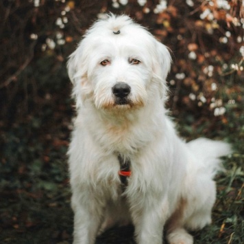 Собаки в добрые руки - Шая - 3