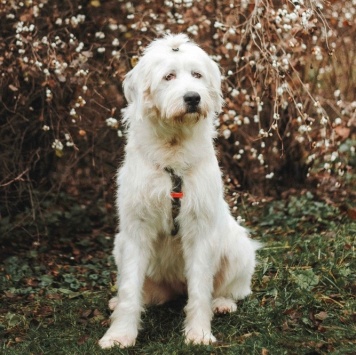 Собаки в добрые руки - Шая - 4