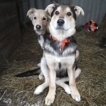 Собаки в добрые руки - Бруно