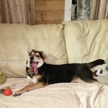 Собаки в добрые руки - Бруно - 1