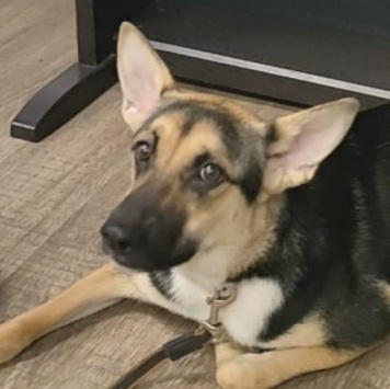 Альфа - Собаки в добрые руки