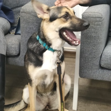 Собаки в добрые руки - Альфа - 1