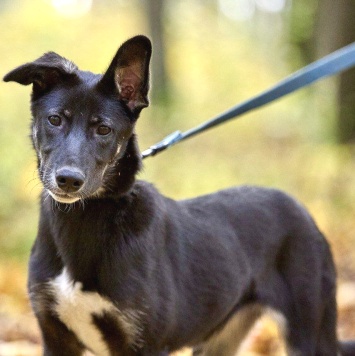 Собаки в добрые руки - Лилу