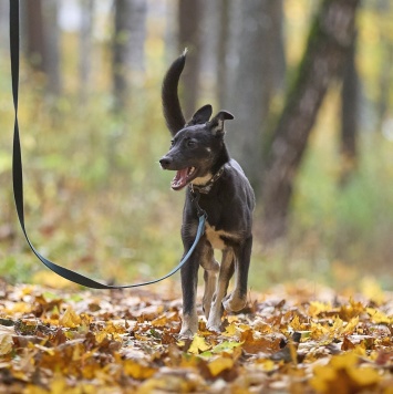 Собаки в добрые руки - Лилу - 1