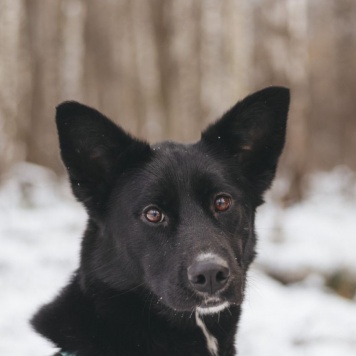 Собаки в добрые руки - Иветта