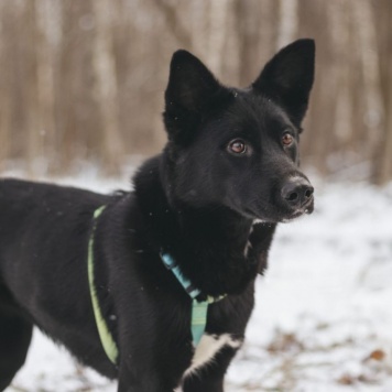 Собаки в добрые руки - Иветта - 1