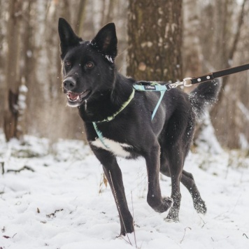 Собаки в добрые руки - Иветта - 2