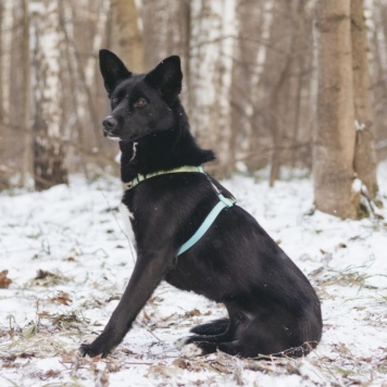 Собаки в добрые руки - Иветта - 3