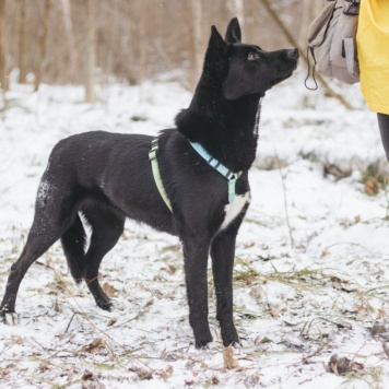 Собаки в добрые руки - Иветта - 4