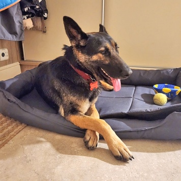 Собаки в добрые руки - Вита