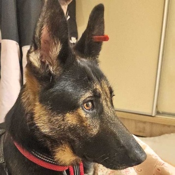 Собаки в добрые руки - Вита - 1