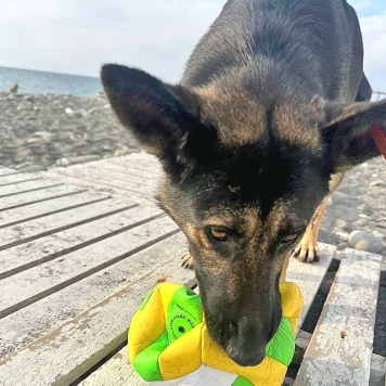 Собаки в добрые руки - Вита - 2