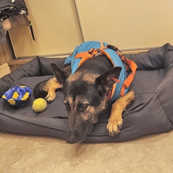 Собаки в добрые руки - Вита - 3